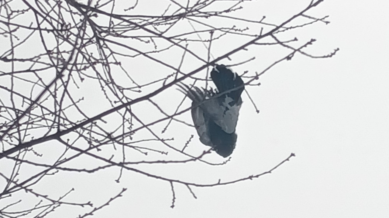 Bu fotoğraf Türkiye'den! Dondurucu soğuğa dayanamayan kuş ağaçta asılı kaldı