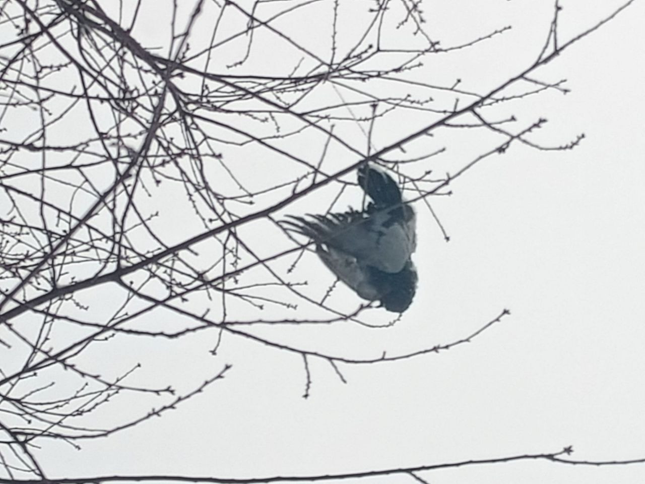 Bu fotoğraf Türkiye'den! Dondurucu soğuğa dayanamayan kuş ağaçta asılı kaldı - Resim: 4