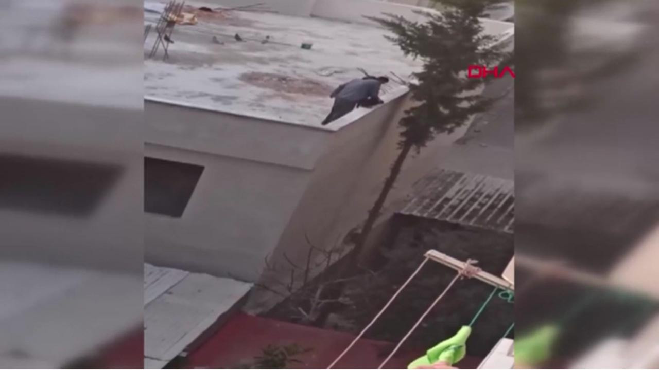 Yavru köpeği dövüp, çatıdan attı; o anlar kamerada