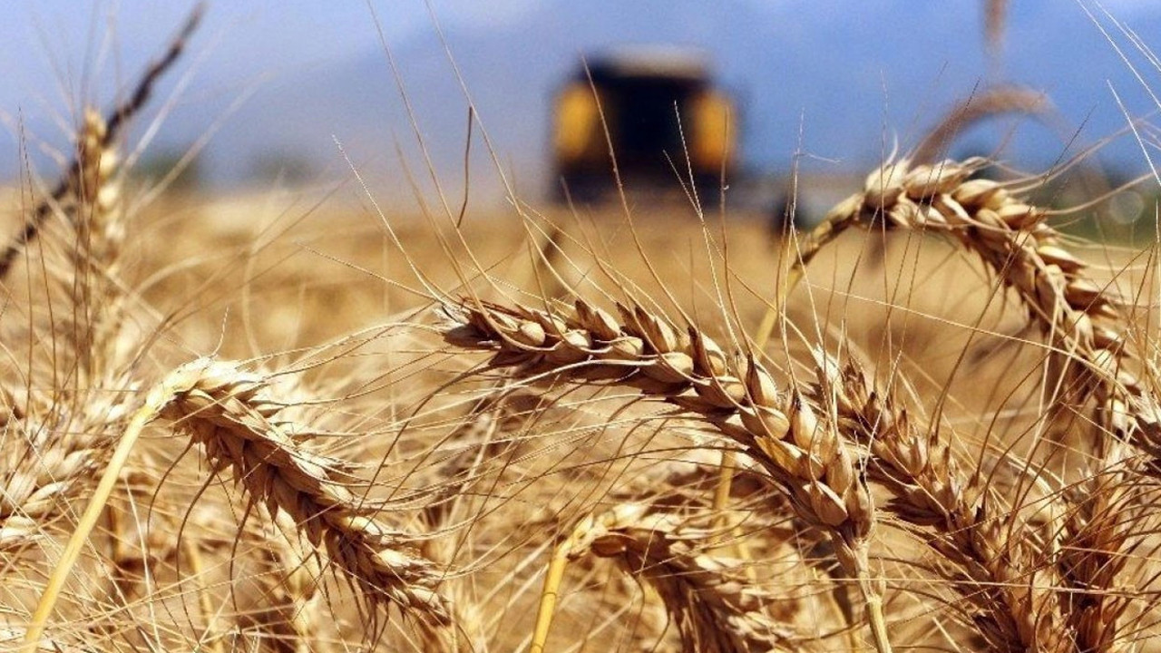 Buğdaya yüzde 22 zam: Ekmek ve un fiyatları artacak