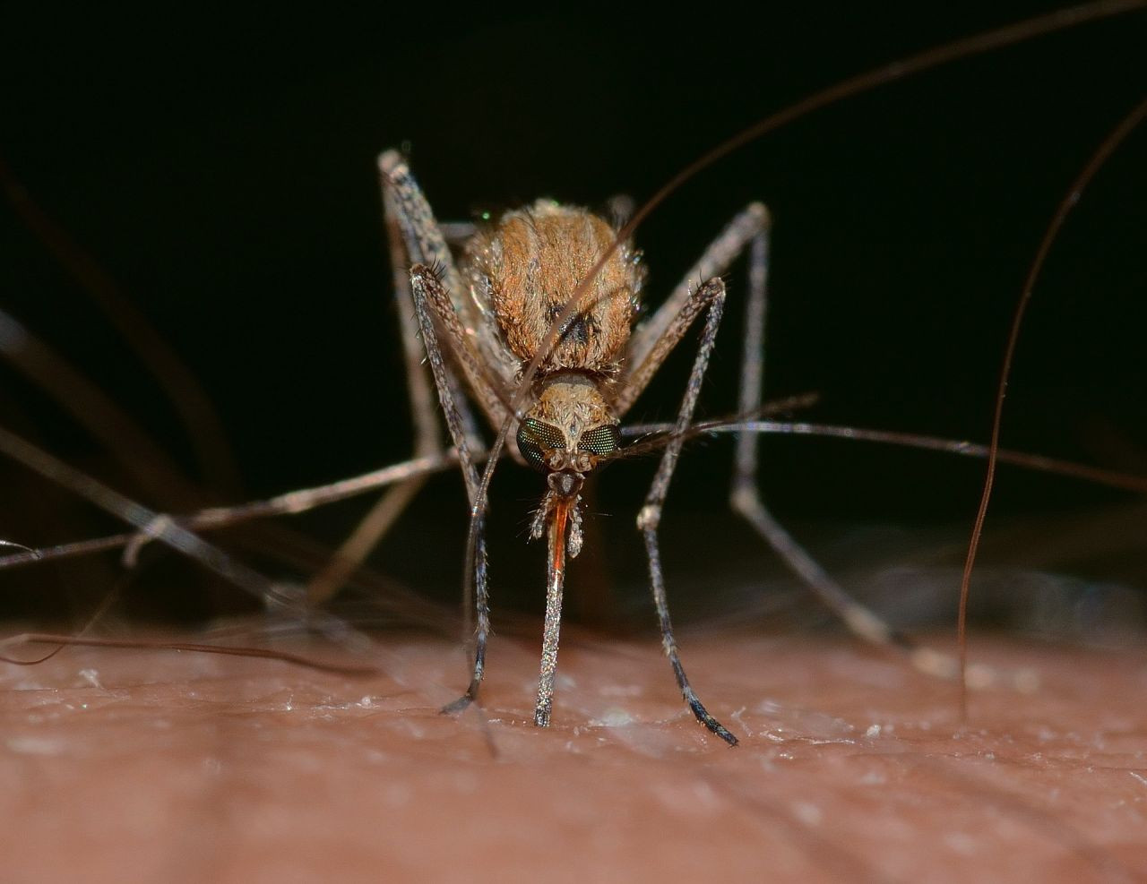 Doğaya 2,4 milyar GDO’lu sivrisinek bırakılacak - Resim: 1