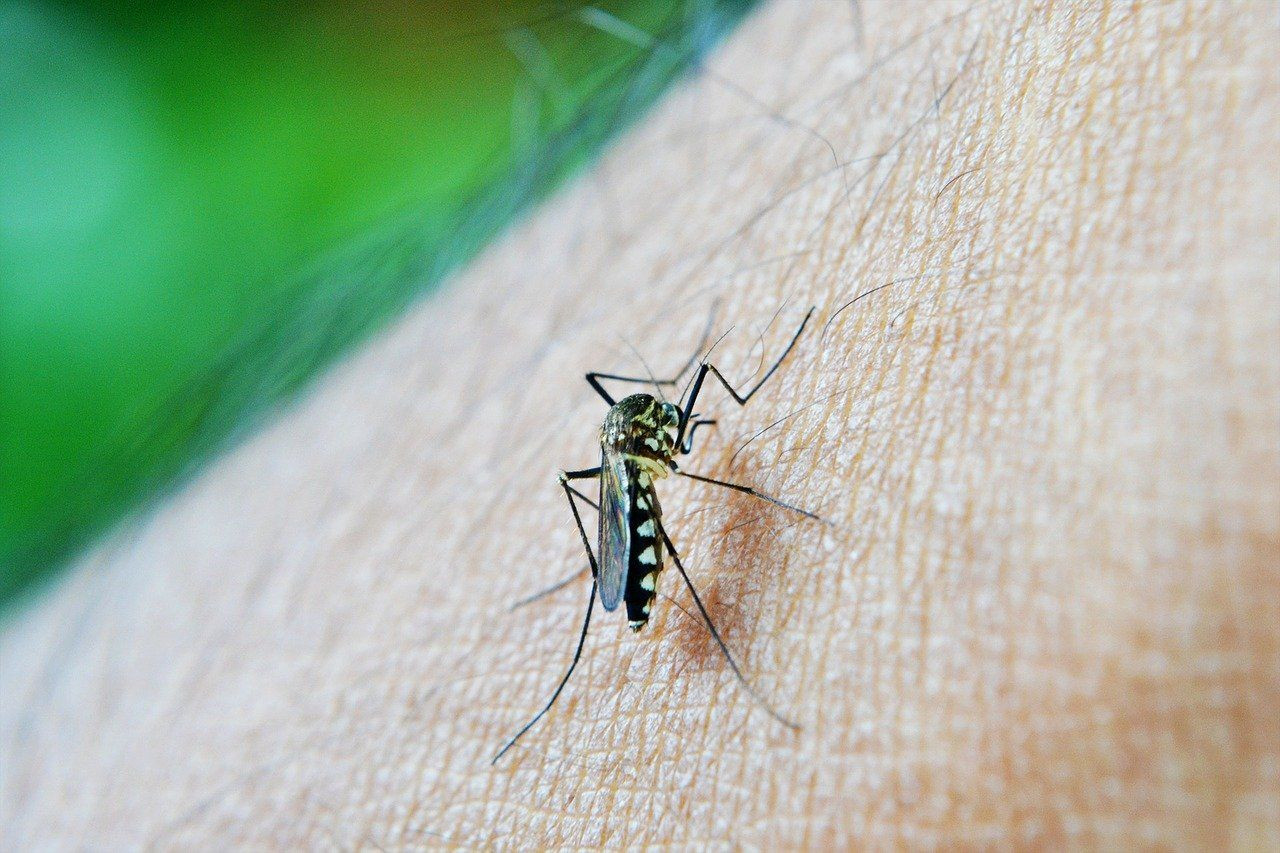 Doğaya 2,4 milyar GDO’lu sivrisinek bırakılacak - Resim: 3