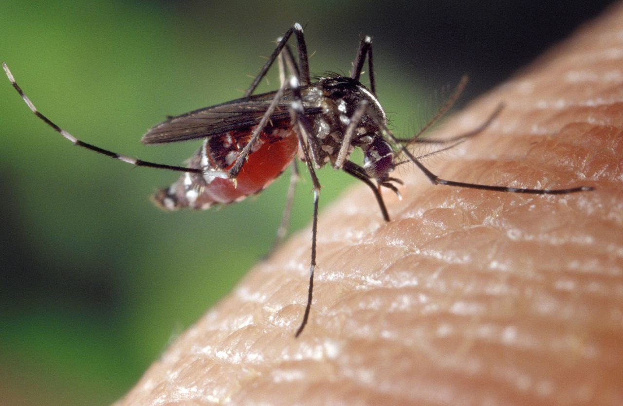 Doğaya 2,4 milyar GDO’lu sivrisinek bırakılacak - Resim: 4