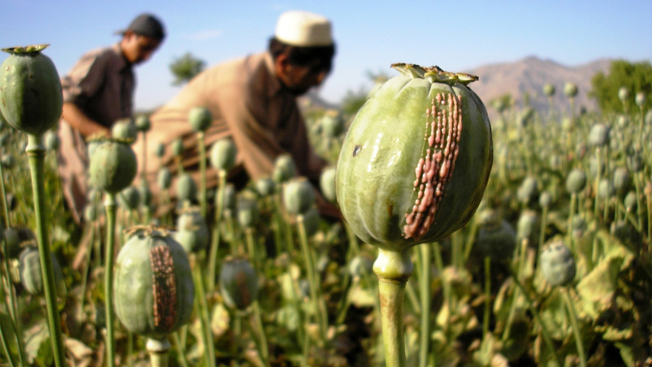 Afganistan'da haşhaş ekimi yasaklandı