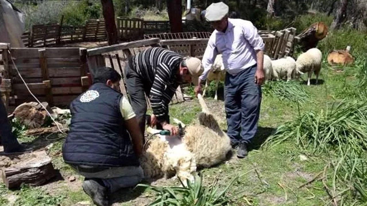 Koyunları kırkarak geçimini sağlıyor: Taleplere yetişemiyor: Aylık kazancı 60 bin lira!