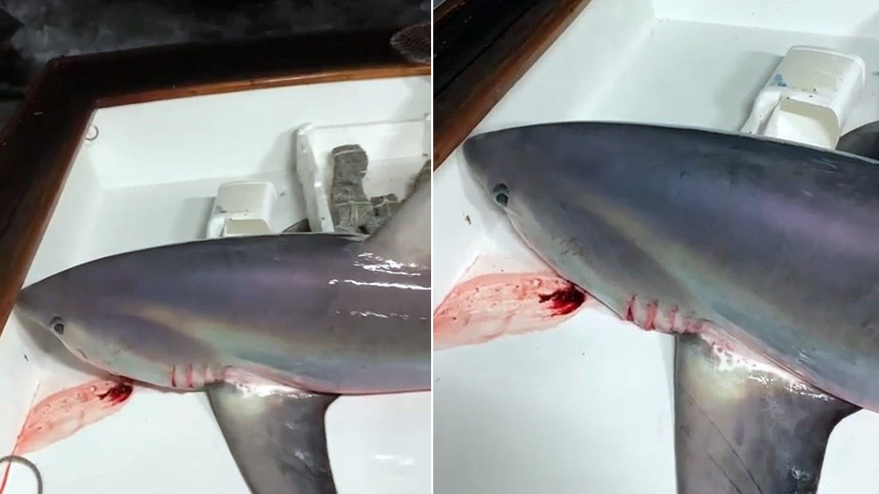 Çanakkale Boğazı'nda 300 kiloluk köpek balığı yakalandı