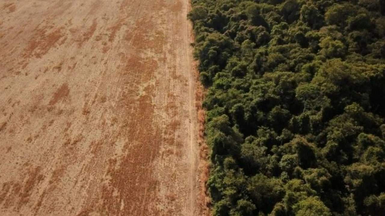 Dünyanın akciğerlerini böyle katlettiler