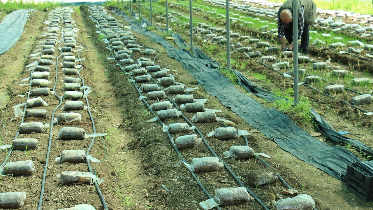 Türkiye'de ilk defa üretildi! Kilosu 400 TL'den başlıyor, 3 bin TL'ye kadar çıkıyor