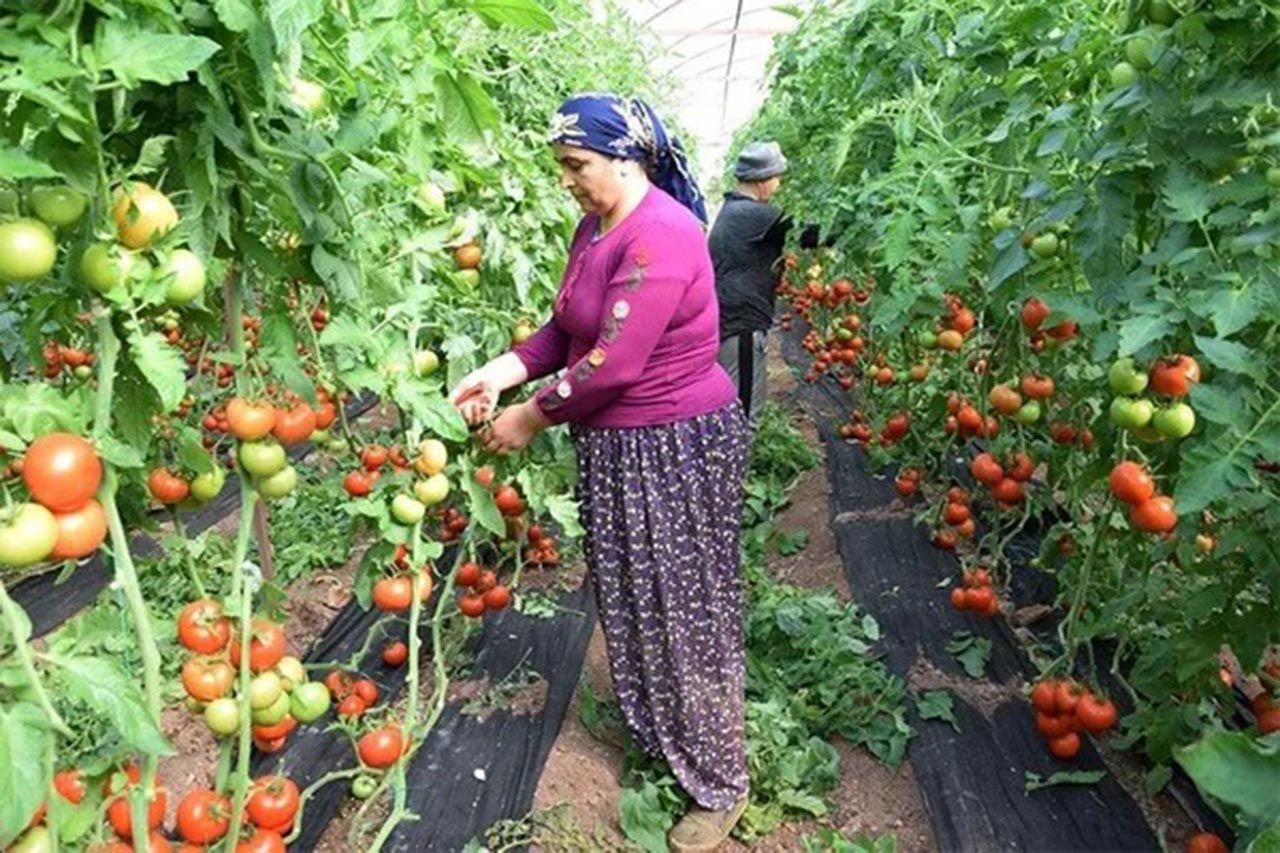 Domatesin macerası... 1 kilo domatesten kim ne kadar para kazanıyor? - Resim: 4
