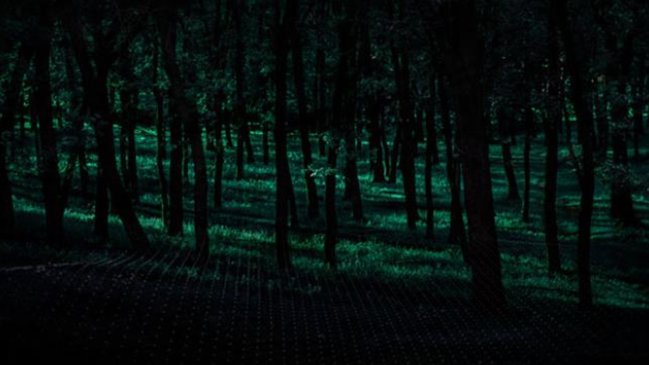 Korku filmlerini aratmıyor: Bu ormana adım atan intihar ediyor