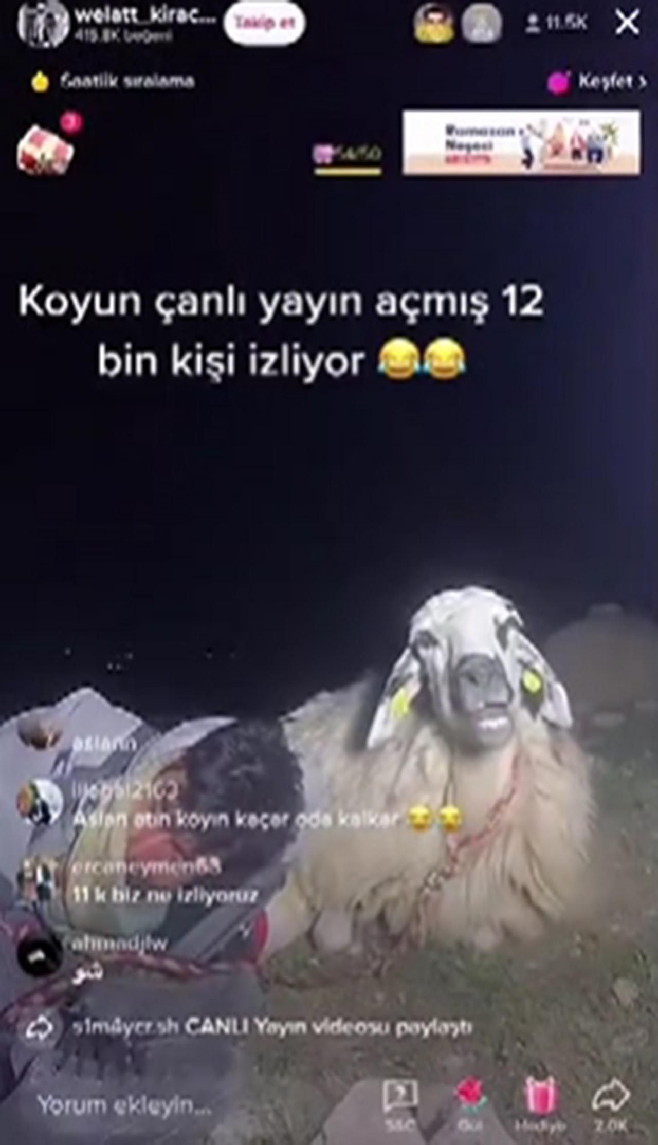 Türkiye'de sosyal medya bunu konuşuyor: Koyunun Tiktok'taki canlı 