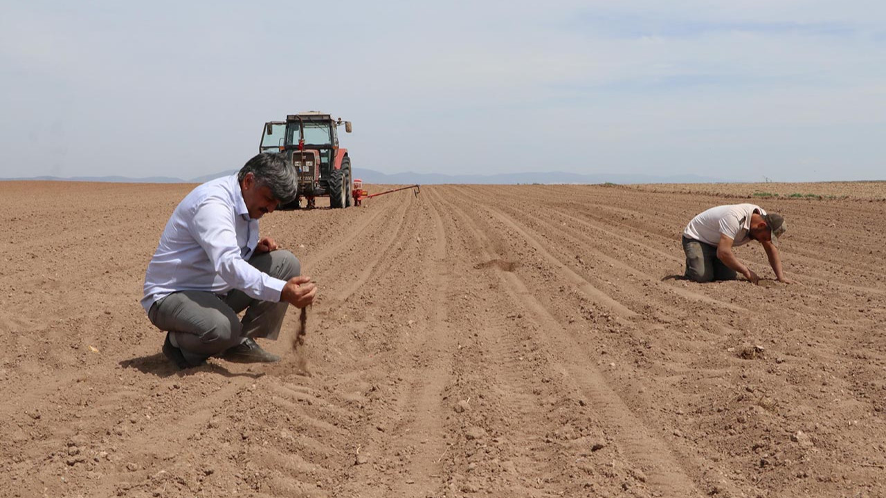 Türkiye'nin en büyük ikinci tahıl ambarında kuraklık alarmı