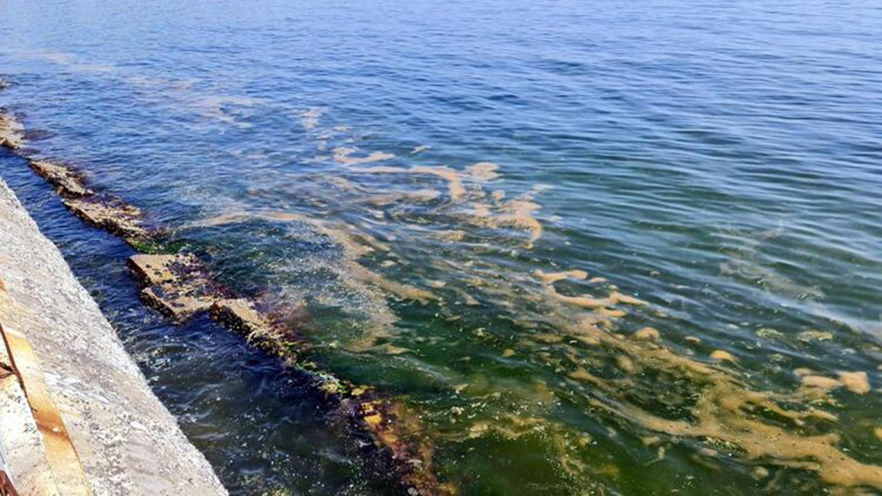Marmara'ya geri dönen müsilaj kabusu için bir korkutan uyarı daha