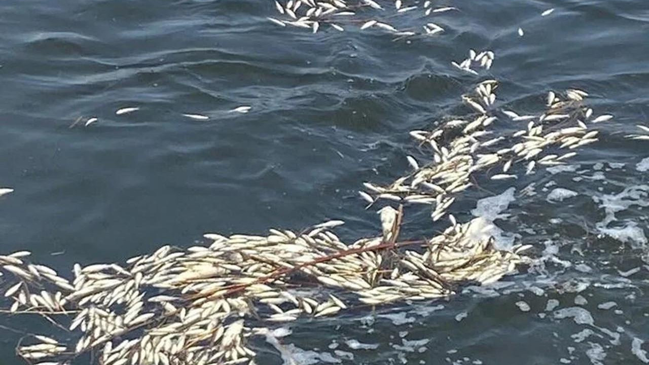 Dicle Nehri'nde binlerce balık telef oldu