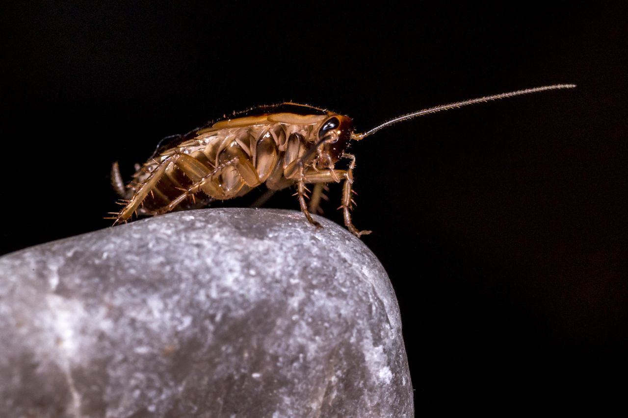 Bilim insanları mutant hamamböcekleri üretti