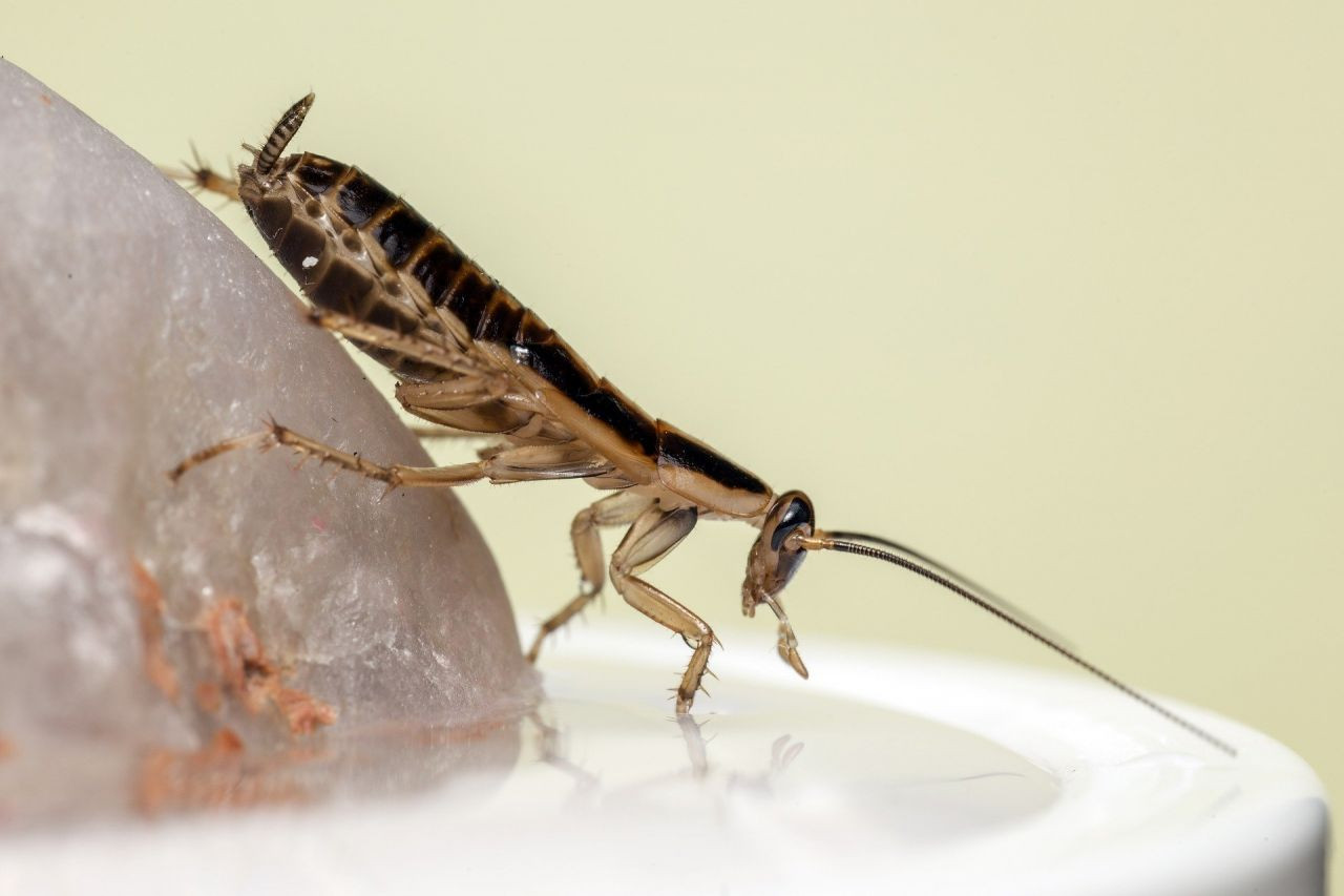 Bilim insanları mutant hamamböcekleri üretti
