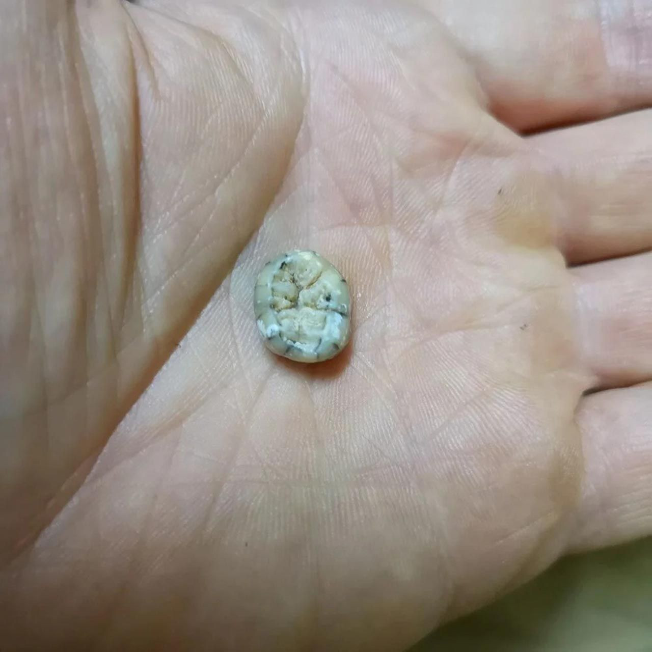 Tarihi değiştiren keşif: 130 bin yıl önce yaşayan çocuğa ait diş bulundu - Resim: 2