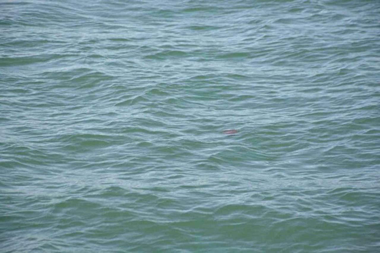 Dikkat zehirli olabilir: İzmit Körfezi'ni Pusula denizanaları bastı - Resim: 2
