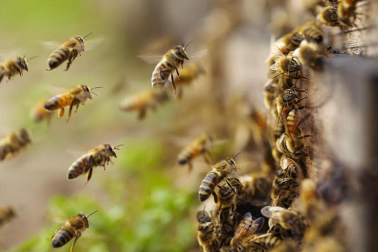 Yeni virüs varyantı ile ilgili korkunç araştırma: Tüm arıları yok edebilir - Resim: 1