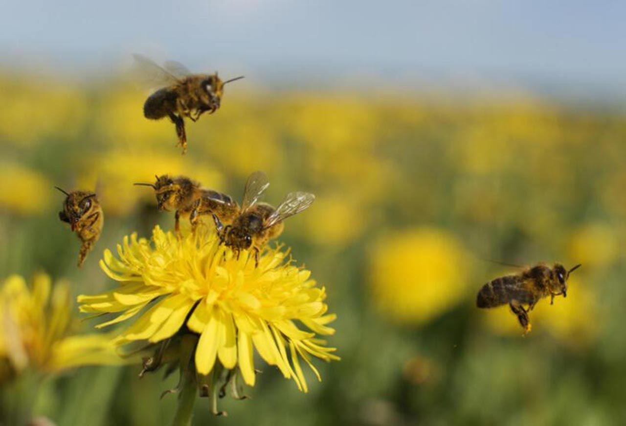 Yeni virüs varyantı ile ilgili korkunç araştırma: Tüm arıları yok edebilir - Resim: 3
