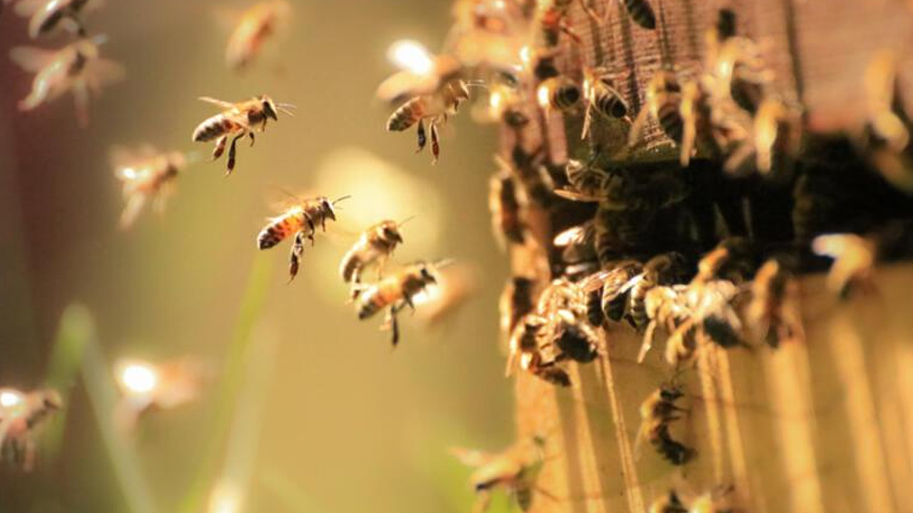 Yeni virüs varyantı ile ilgili korkunç araştırma: Tüm arıları yok edebilir