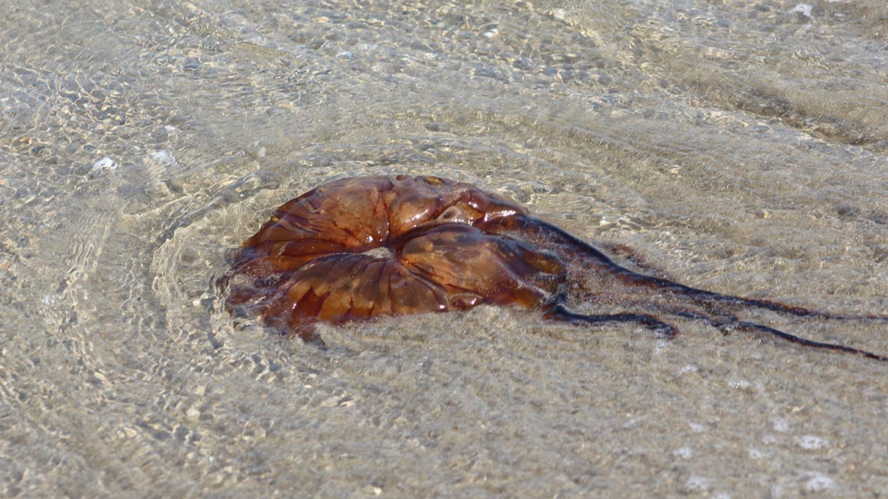 Dünyanın en zehirli türlerinden biri: Bu sefer Tekirdağ kıyılarında ortaya çıktı