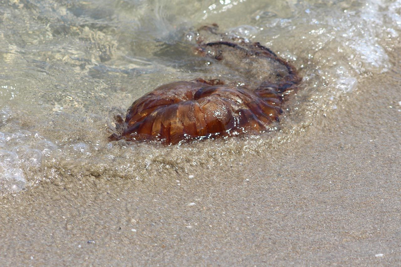 Dünyanın en zehirli türlerinden biri: Bu sefer Tekirdağ kıyılarında ortaya çıktı - Resim: 2