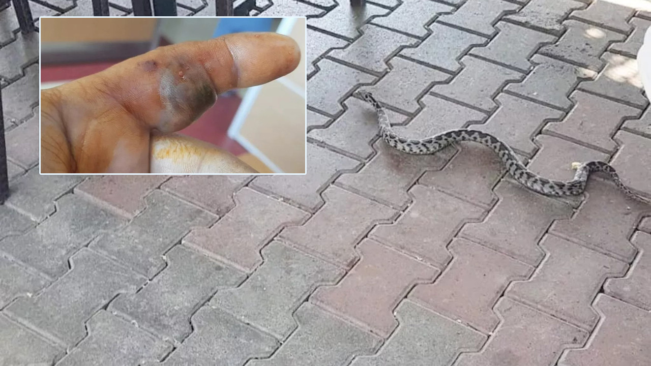 Bursa'da zehirli engerek yılanı paniği!