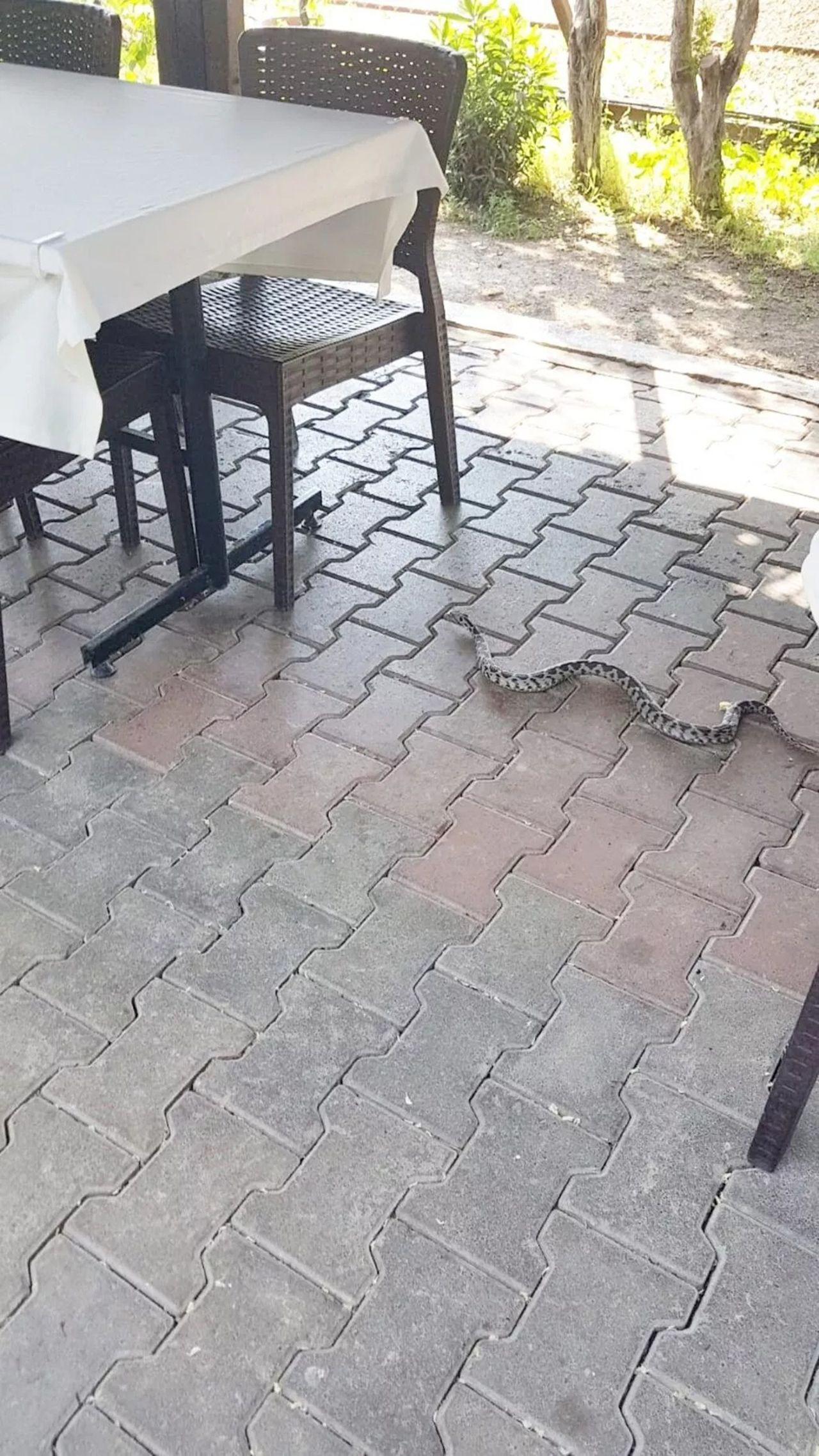 Bursa'da zehirli engerek yılanı paniği! - Resim: 3