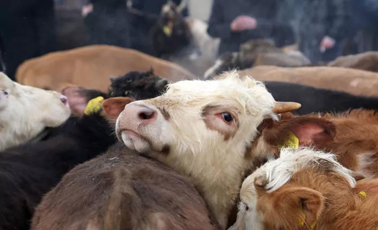 Kurban Bayramı öncesi bulaşıcı hastalık paniği! Ölüme kadar götürüyor - Resim: 4