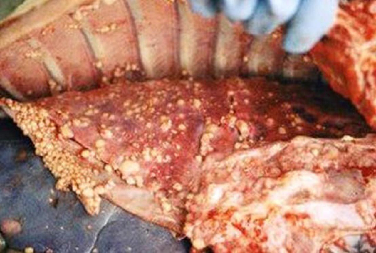 Kurban Bayramı öncesi bulaşıcı hastalık paniği! Ölüme kadar götürüyor - Resim: 2