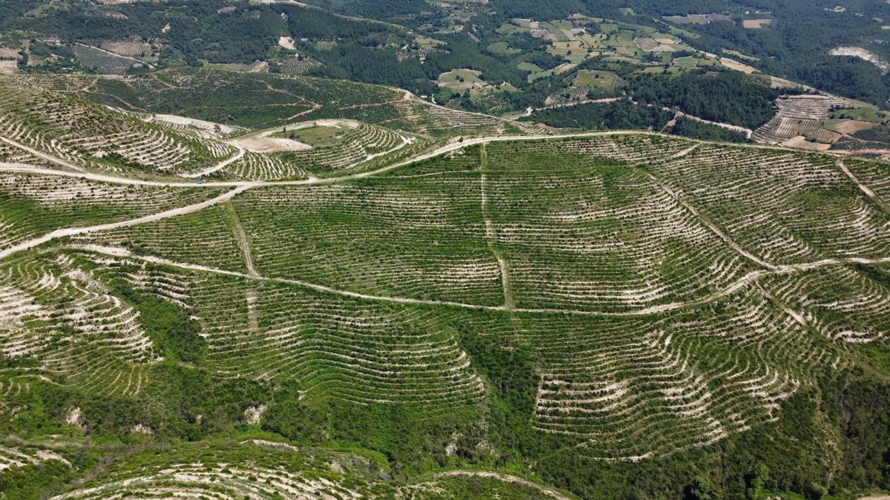 Tabiat ana kazandı, yanan ormanlar küllerinden doğdu! - Resim: 1