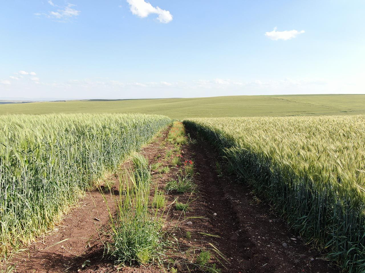 7 bin yıllık tohumlar çiftçiye umut oldu: ''Buğday sorunu kalmayacak'' - Resim: 2