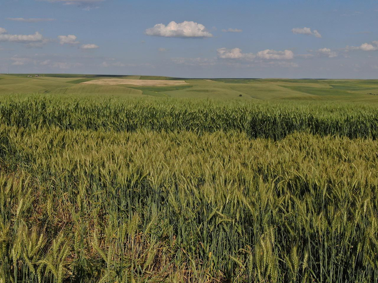 7 bin yıllık tohumlar çiftçiye umut oldu: ''Buğday sorunu kalmayacak'' - Resim: 3