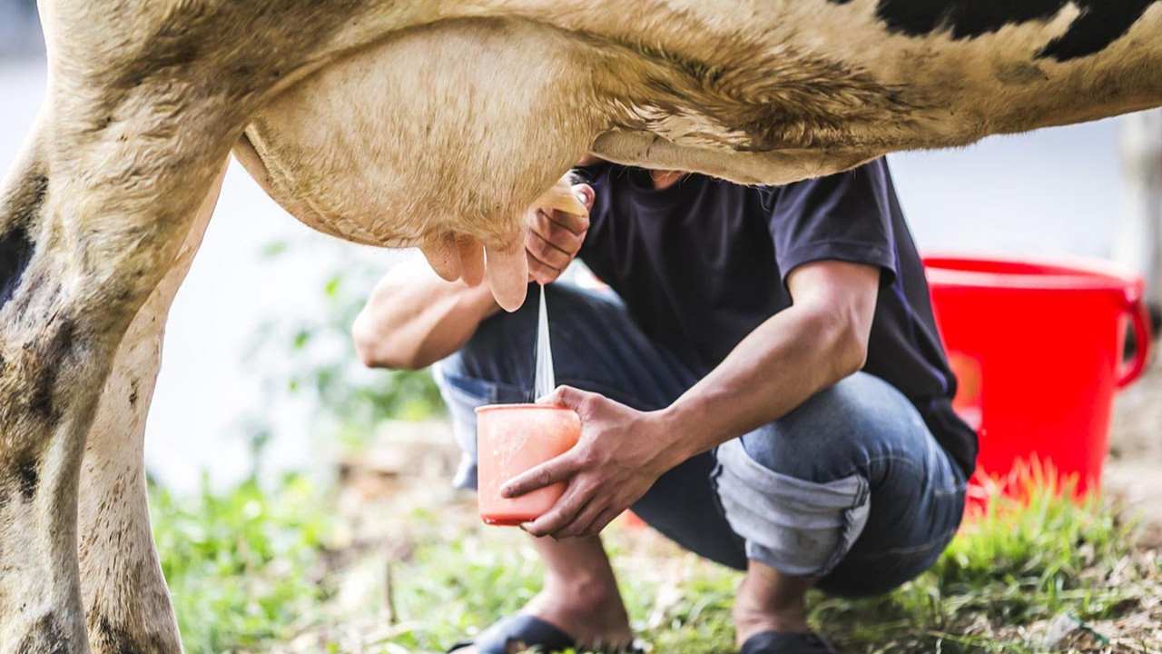 Bilim insanları inek sütünden 4 kat faydalı süper besini açıkladı