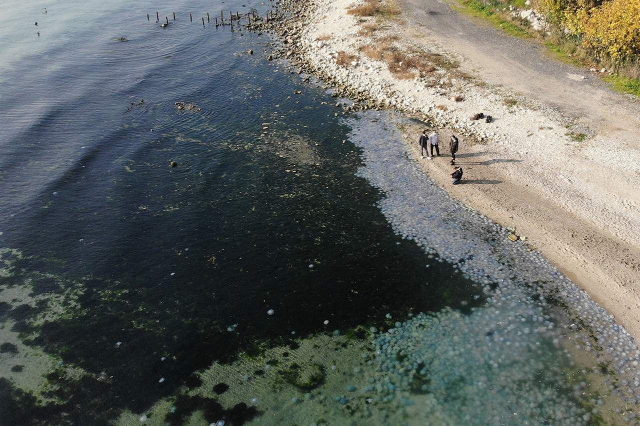 İstanbul'da Marmara Denizi'nde ‘Pusula Deniz Anası' tehlikesi - Resim: 1