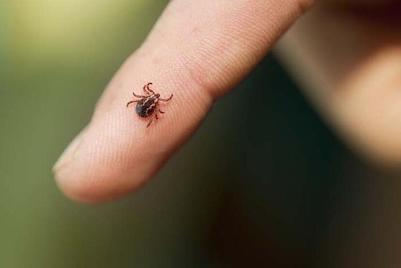 Dikkat öldürücü olabilir! Bu hastalıklar kenelerden insanlara bulaşıyor - Resim: 3