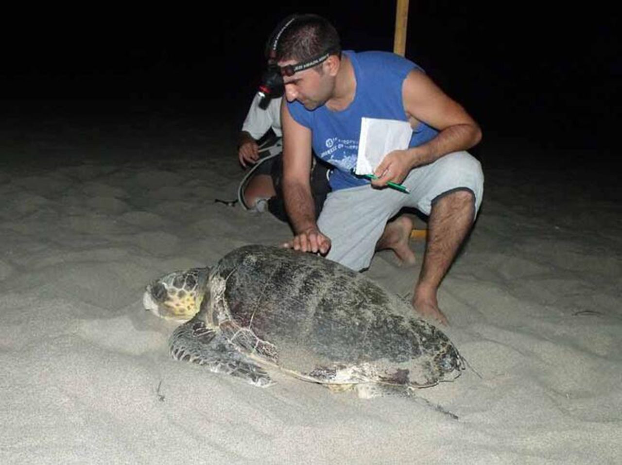 Patara Plajı'nda 86 caretta caretta yuva yaptı - Resim: 2