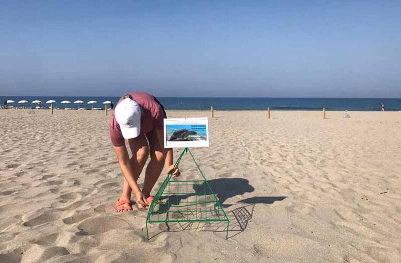 Patara Plajı'nda 86 caretta caretta yuva yaptı - Resim: 3
