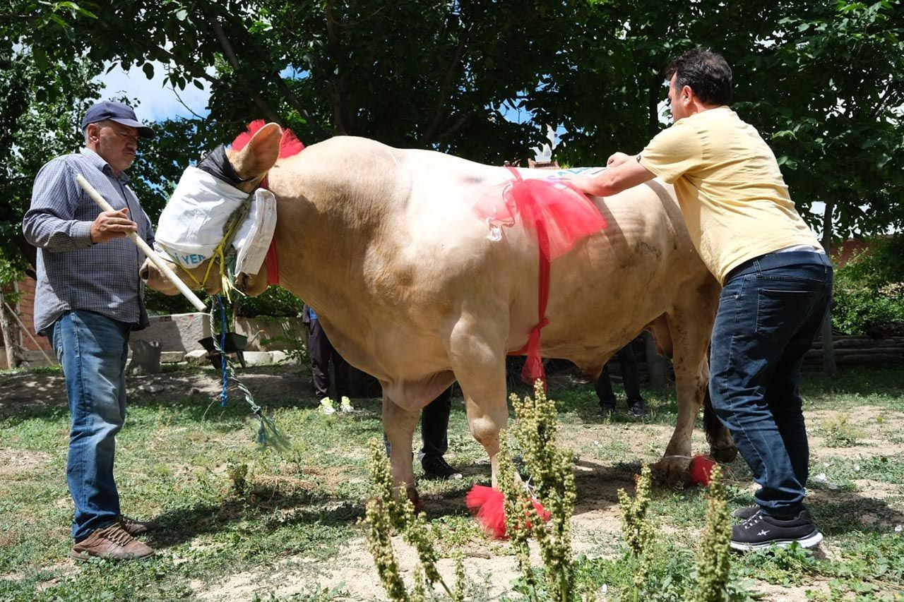 Günde 20 kilo yem yiyor! 2 tonluk dev kurbanlık araba fiyatına satışa çıktı - Resim: 3