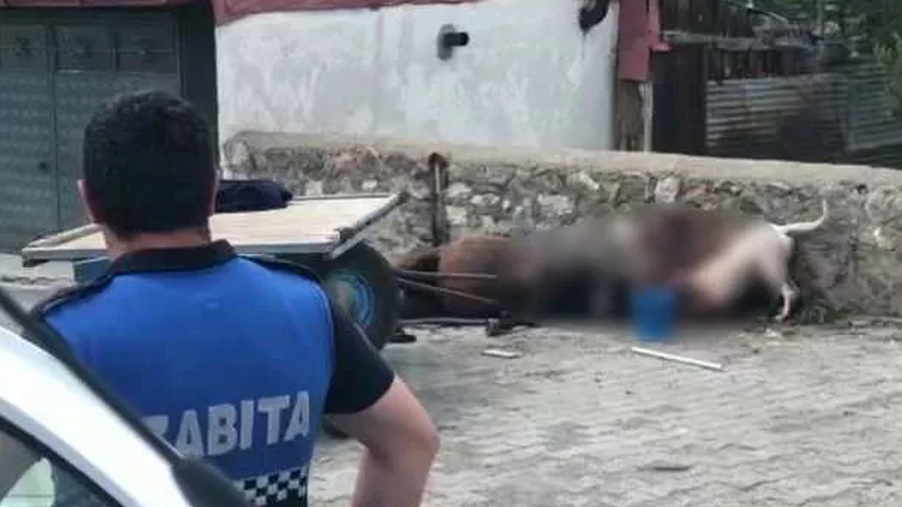Yine pitbul dehşeti! Sokak kan gölüne döndü