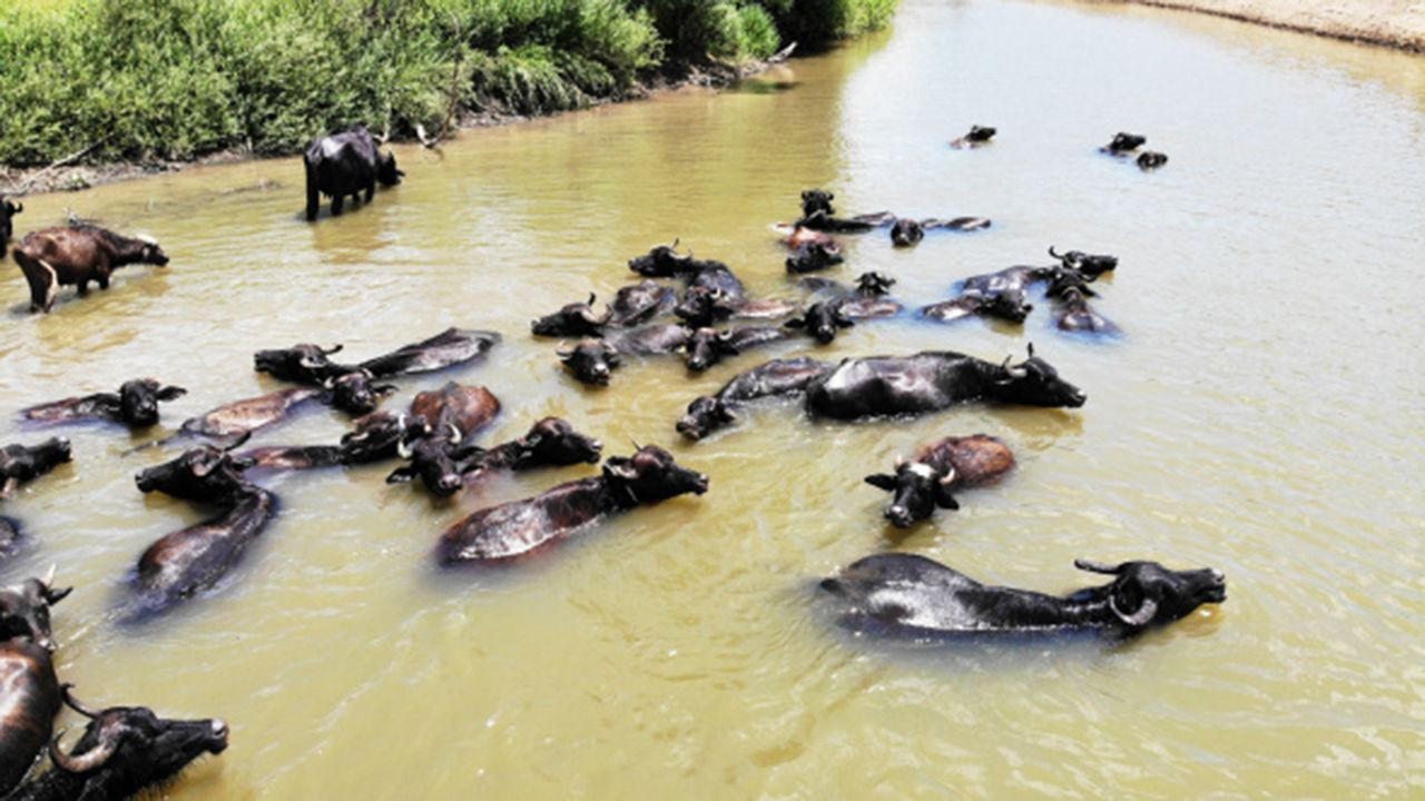 Burası Afrika Serengeti değil, Türkiye Muş! - Resim: 4