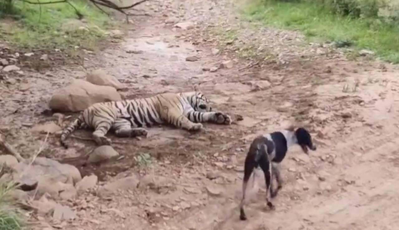 Kaplana kafa tutmaya çalışan köpeğin feci sonu - Resim: 1