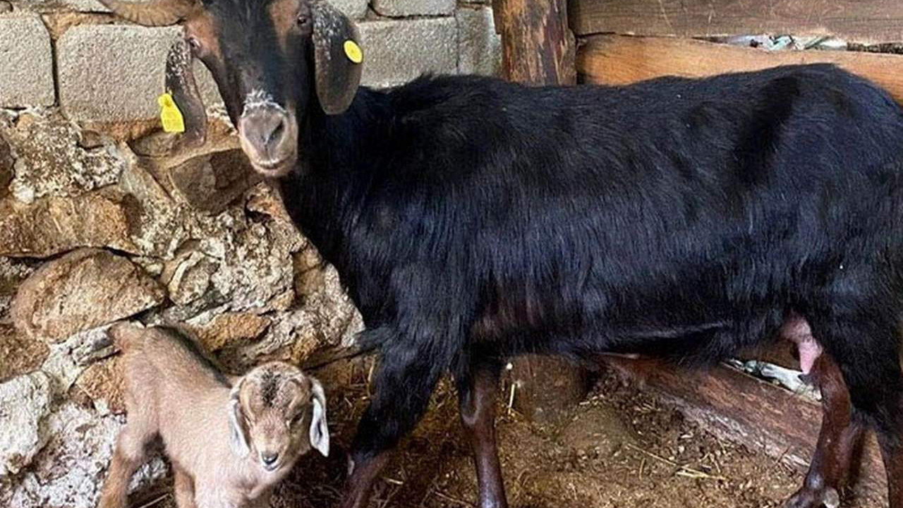 Kurbanlık olarak keseceklerdi, doğum yaptı