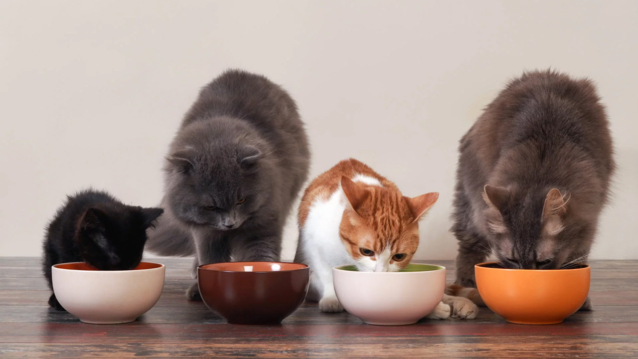 Kedi sahipleri dikkat! Kedi mamalarında zehirli kimyasal tespit edildi
