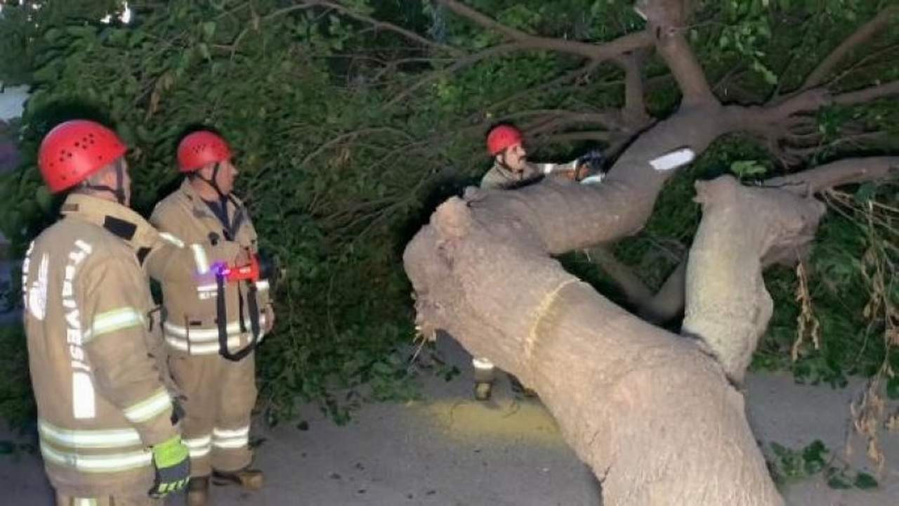 İstanbul Kadıköy'de ağaç devrildi, yol kapandı