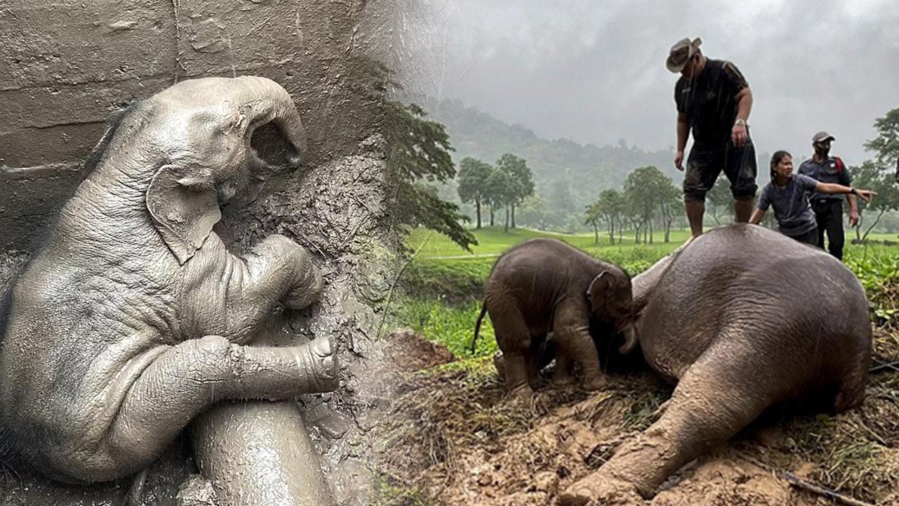 Fil kurtarma operasyonu izlenme rekorları kırıyor: Anne fil kalp masajıyla hayata döndü