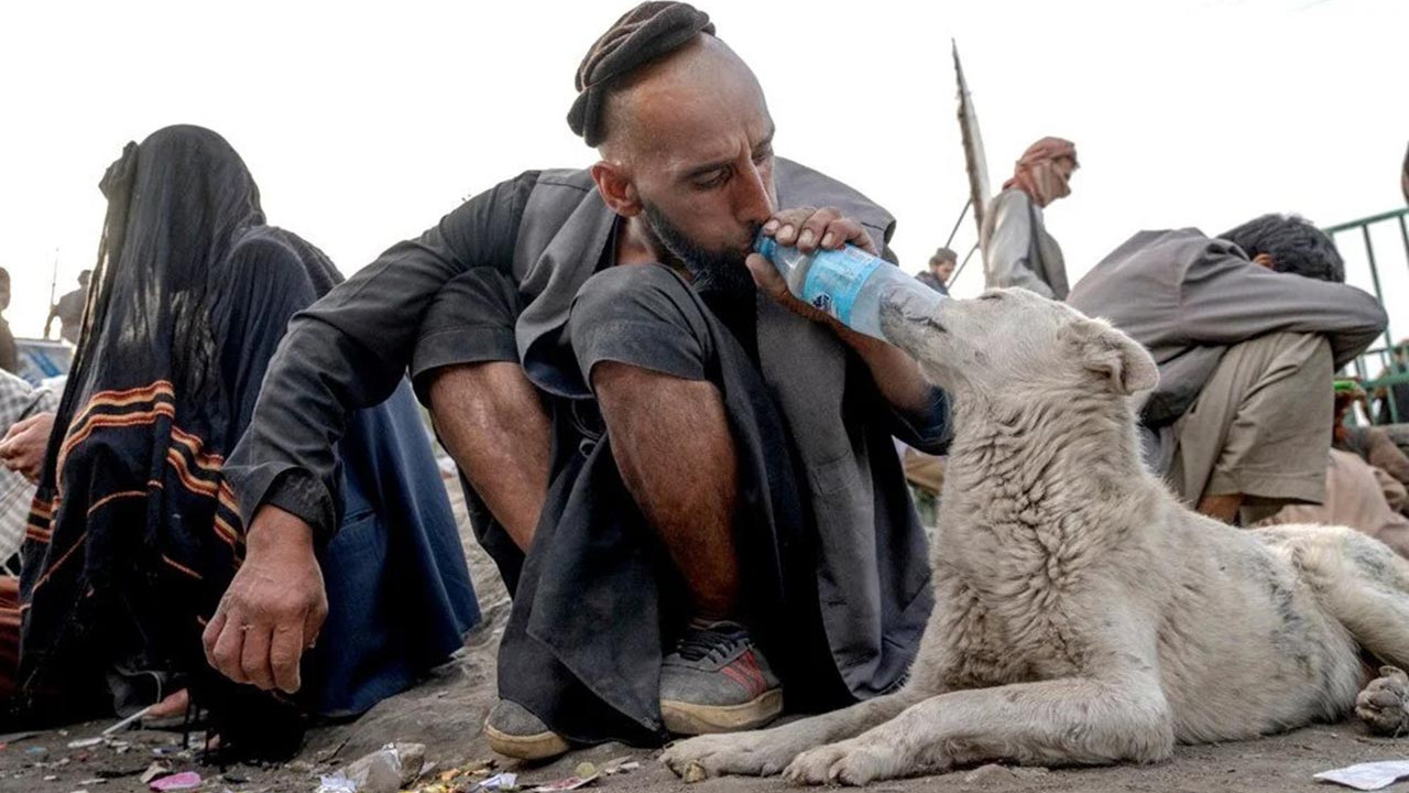 Köpeklerin bile uyuşturucu bağımlısı olduğu Kabil'den trajik görüntüler