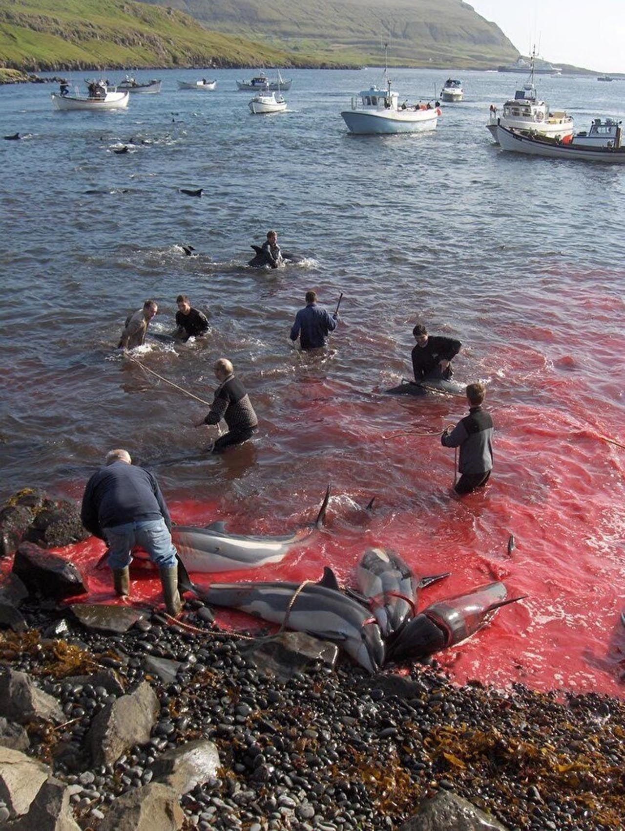 ''Utanç'' festivalinde 100 yunus balığı öldürüldü - Resim: 2