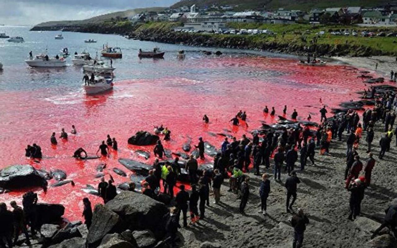 ''Utanç'' festivalinde 100 yunus balığı öldürüldü - Resim: 3